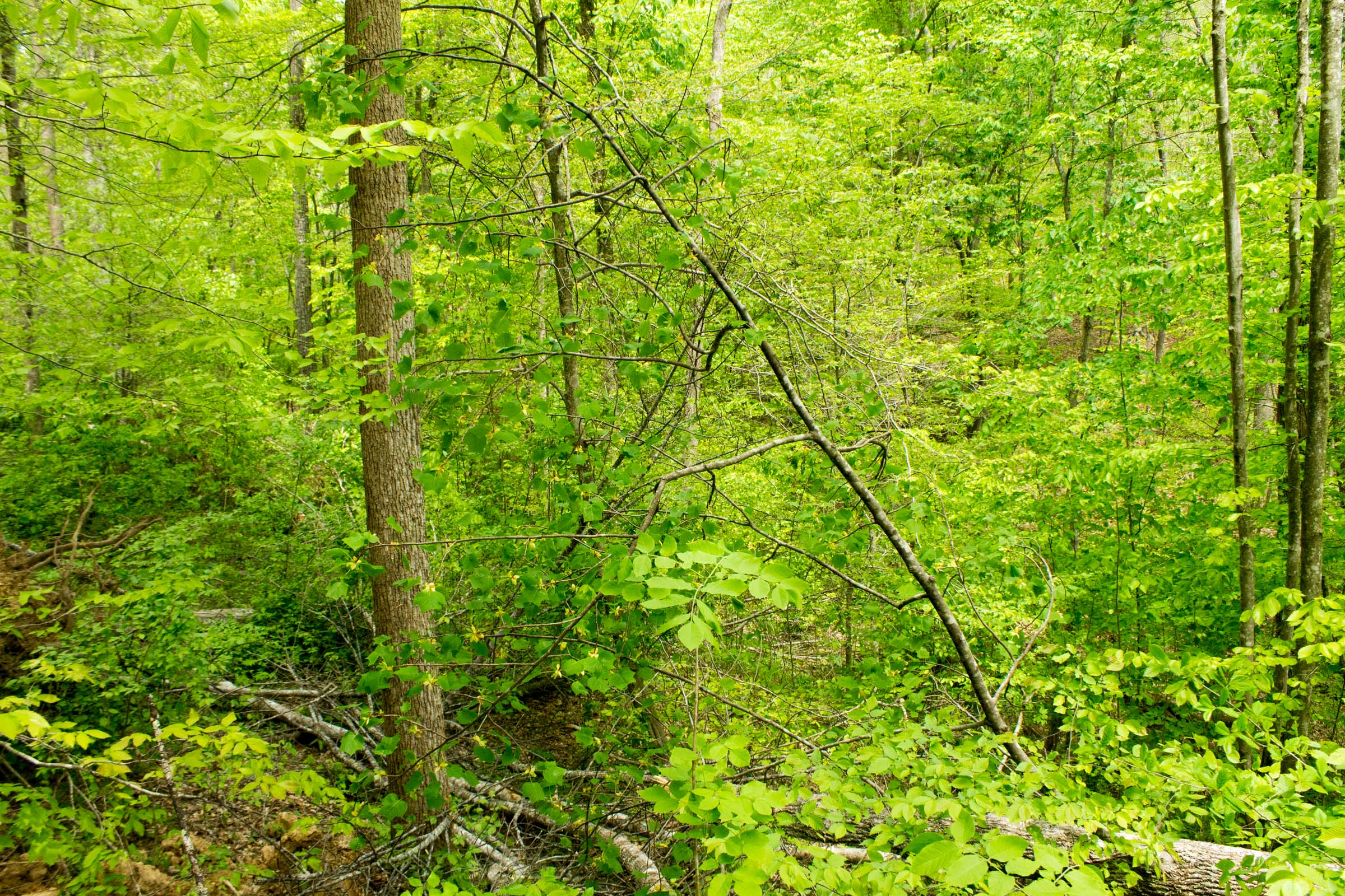 Tract 10 at Trails End in Rockcastle County, Kentucky