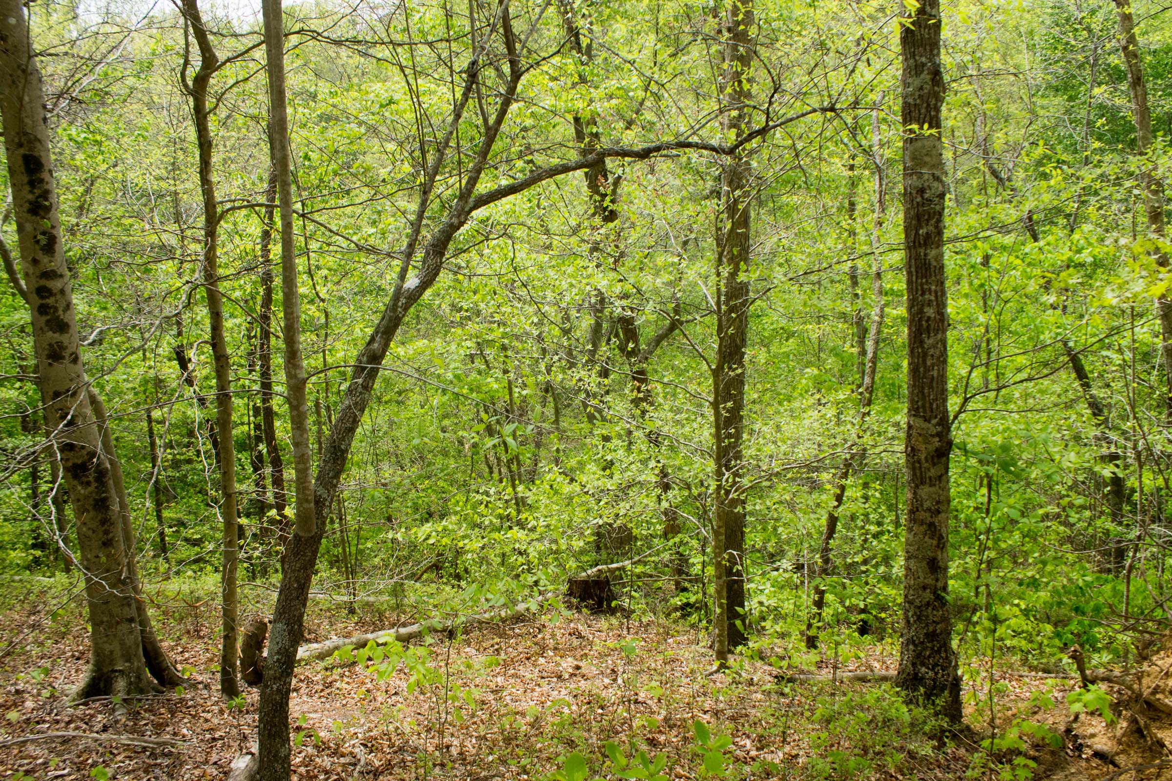 Tract 11 at Trails End in Rockcastle County, Kentucky