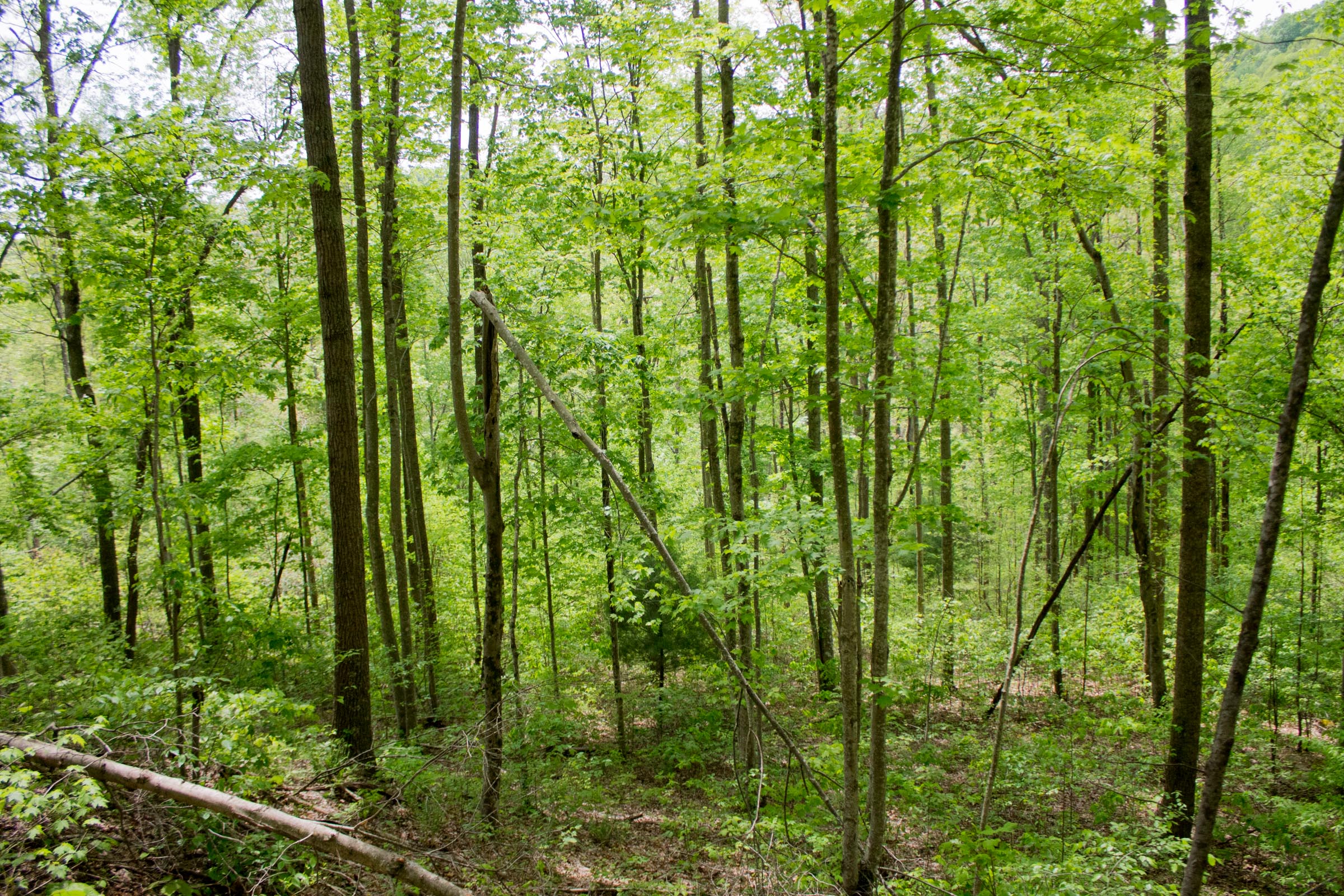 Tract 12 at Trails End in Rockcastle County, Kentucky