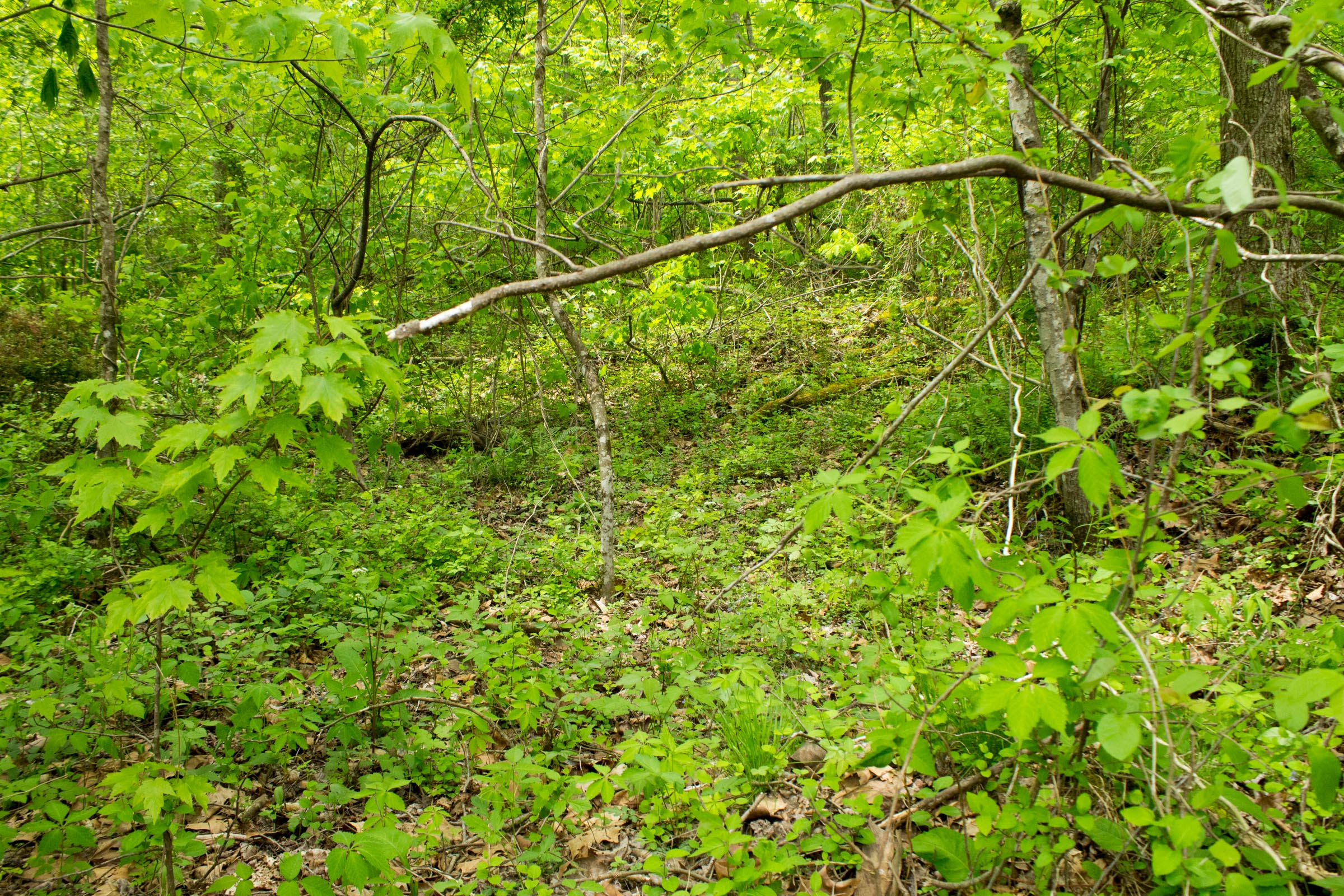 Tract 14 at Trails End in Rockcastle County, Kentucky