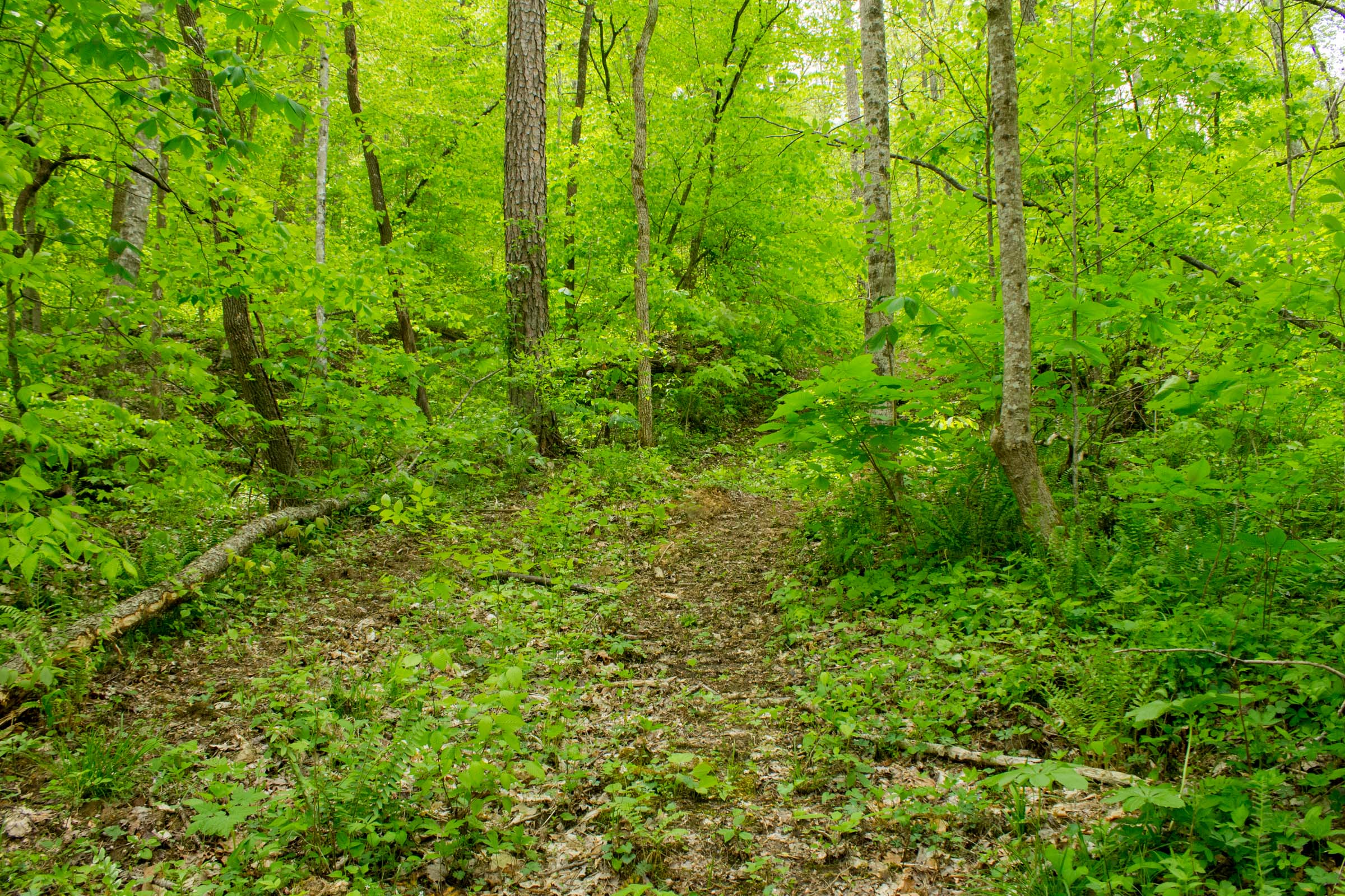 Tract 16 at Trails End in Rockcastle County, Kentucky