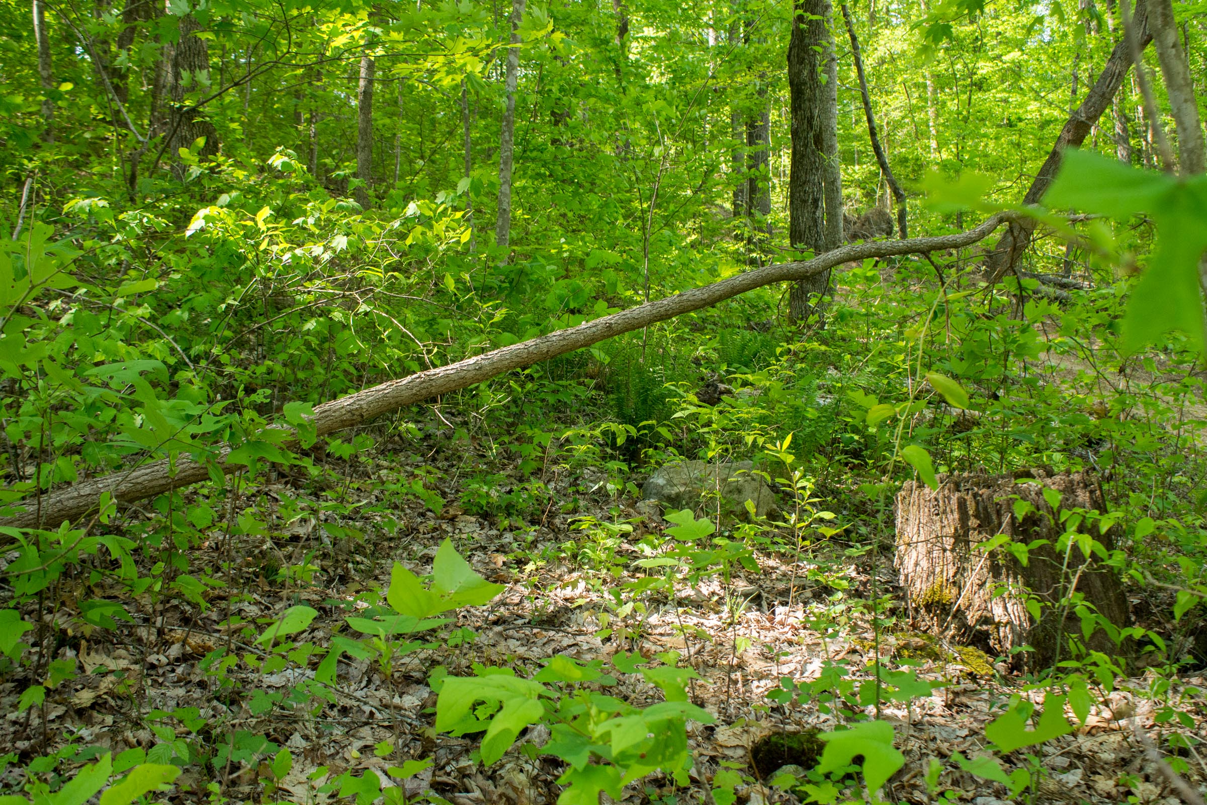 Tract 18 at Trails End in Rockcastle County, Kentucky
