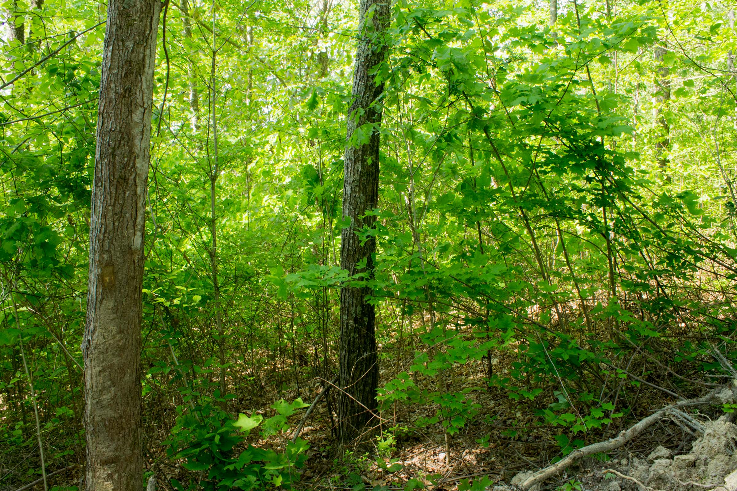 Tract 20 at Trails End in Rockcastle County, Kentucky