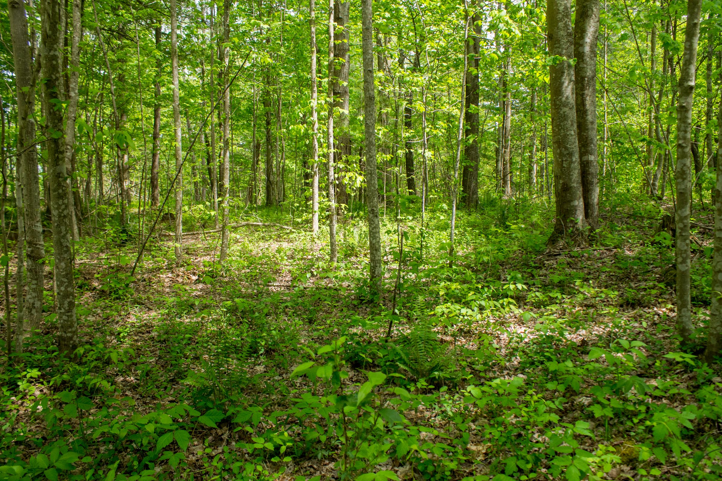 Tract 4 at Trails End in Rockcastle County, Kentucky