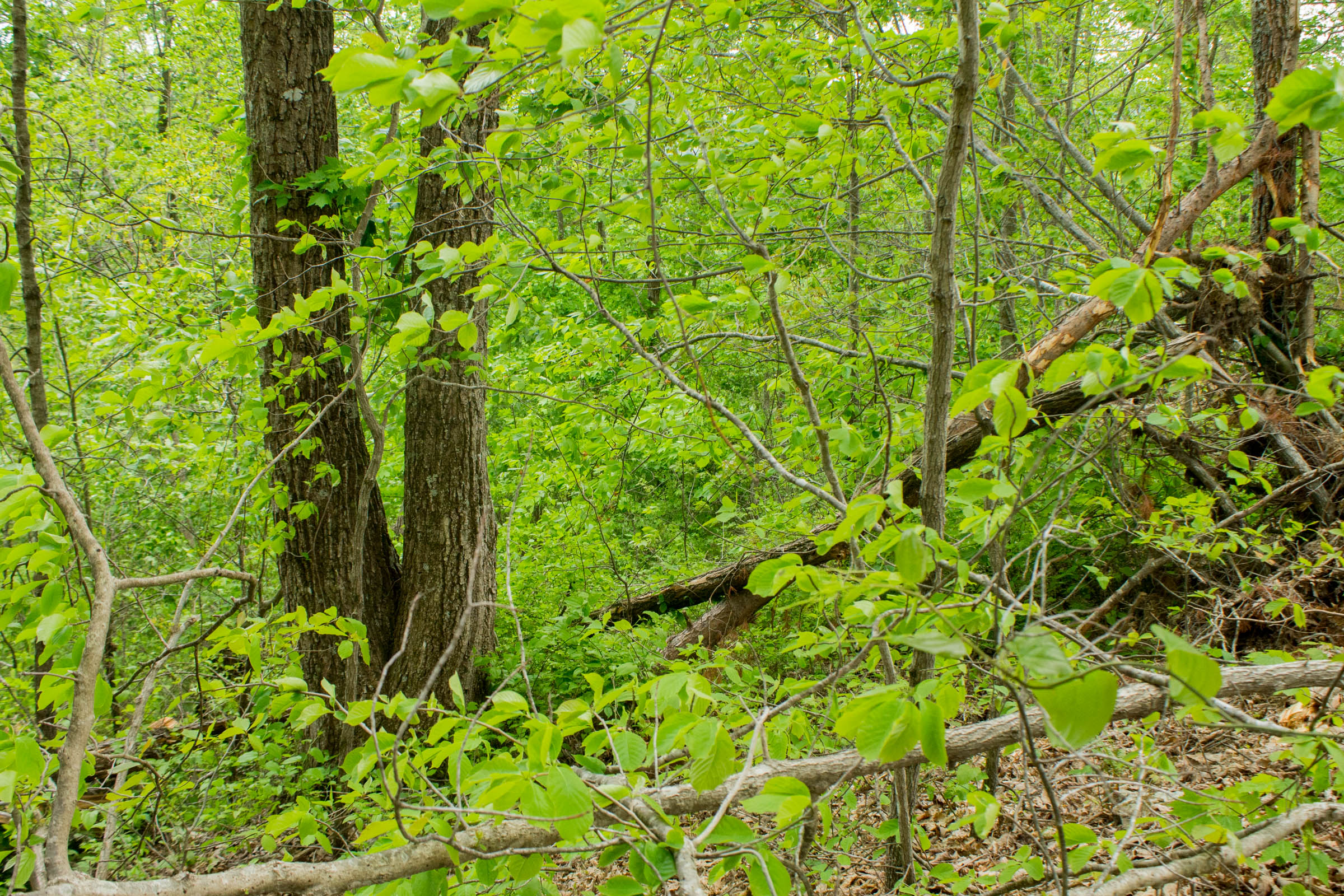 Tract 8 at Trails End in Rockcastle County, Kentucky