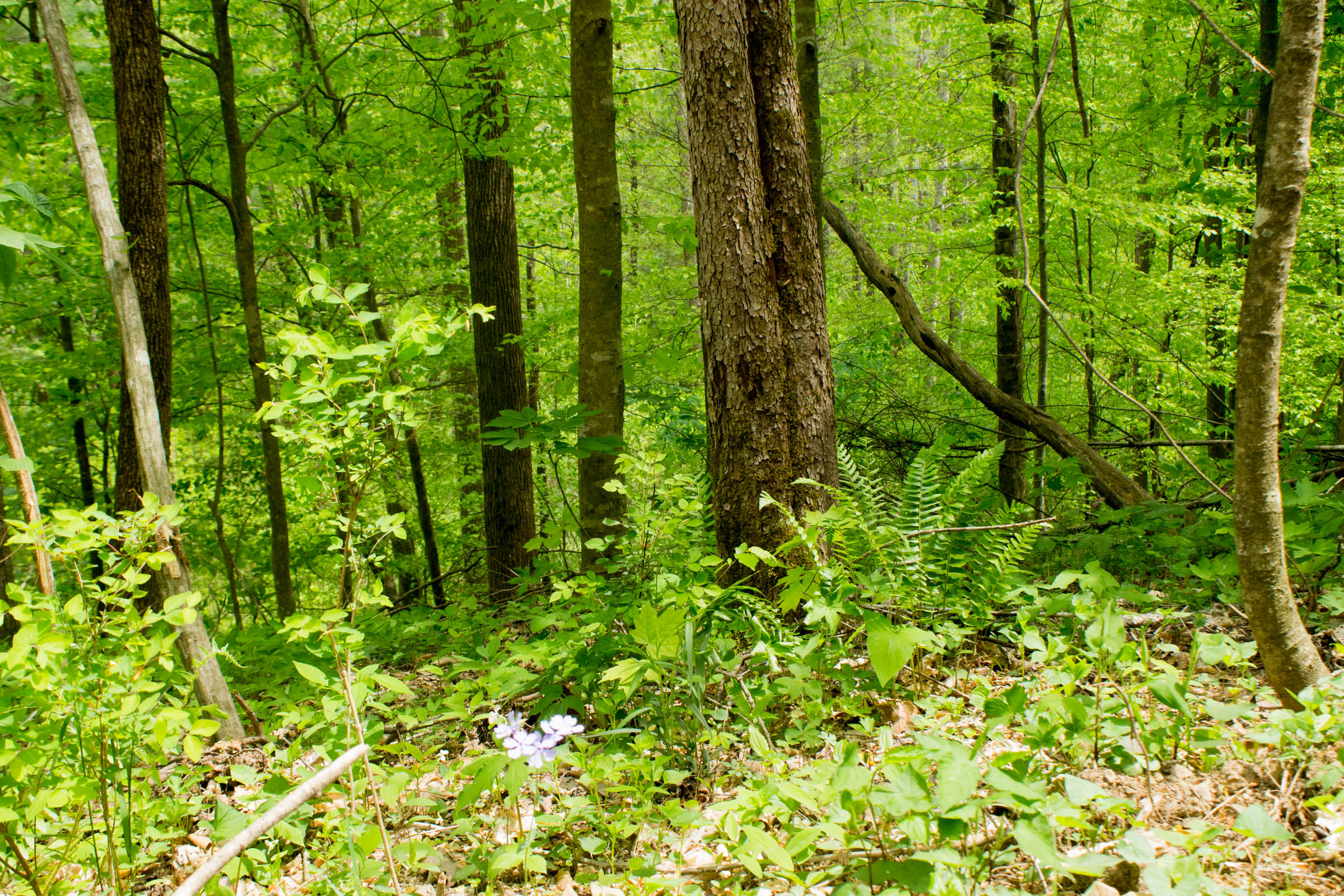 Tract 9 at Trails End in Rockcastle County, Kentucky