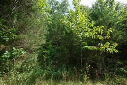 property photo for Springlake Plat 6 Tract 6, 0.19 acres for sale in Miller County, Missouri
